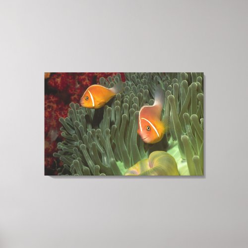 Pink Anemonefish in Magnificant Sea Anemone Canvas Print