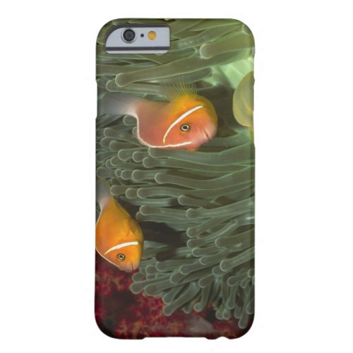 Pink Anemonefish in Magnificant Sea Anemone Barely There iPhone 6 Case
