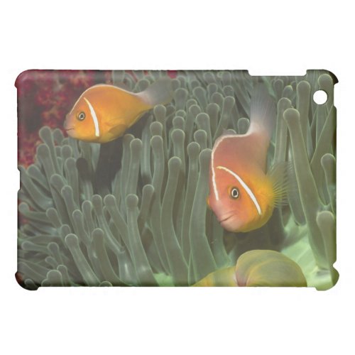 Pink Anemonefish in Magnificant Sea Anemone iPad Mini Case