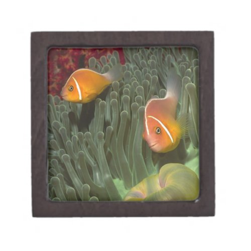 Pink Anemonefish in Magnificant Sea Anemone Jewelry Box