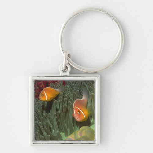 Pink Anemonefish in Magnificant Sea Anemone Keychain