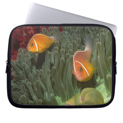 Pink Anemonefish in Magnificant Sea Anemone Laptop Sleeve