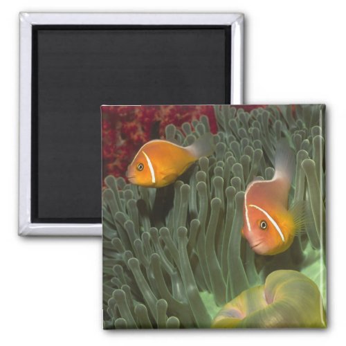 Pink Anemonefish in Magnificant Sea Anemone Magnet