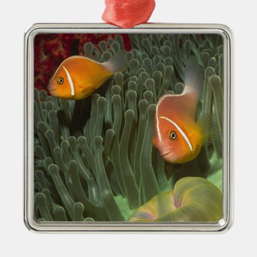 Pink Anemonefish in Magnificant Sea Anemone Metal Ornament