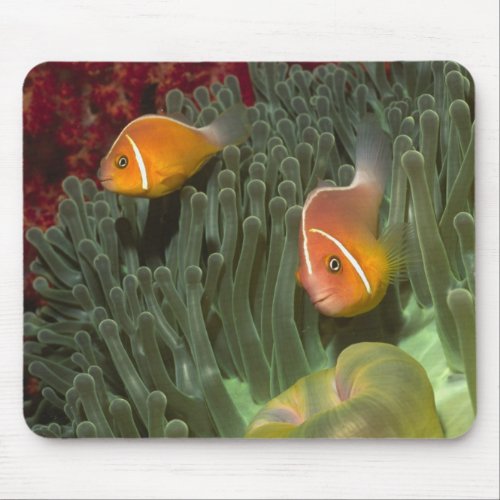 Pink Anemonefish in Magnificant Sea Anemone Mouse Pad
