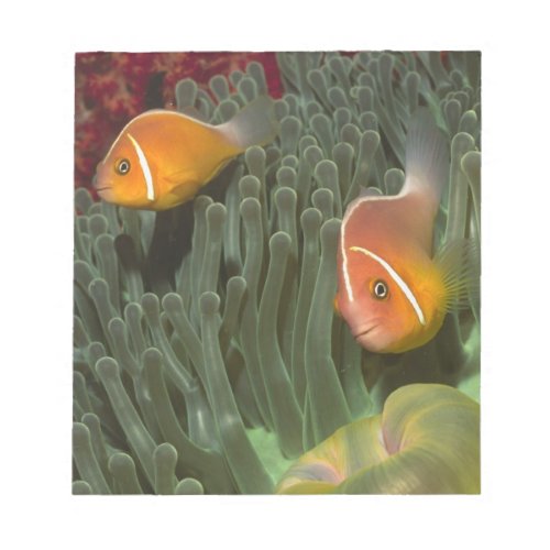 Pink Anemonefish in Magnificant Sea Anemone Notepad