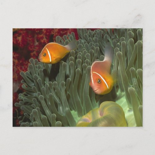 Pink Anemonefish in Magnificant Sea Anemone Postcard