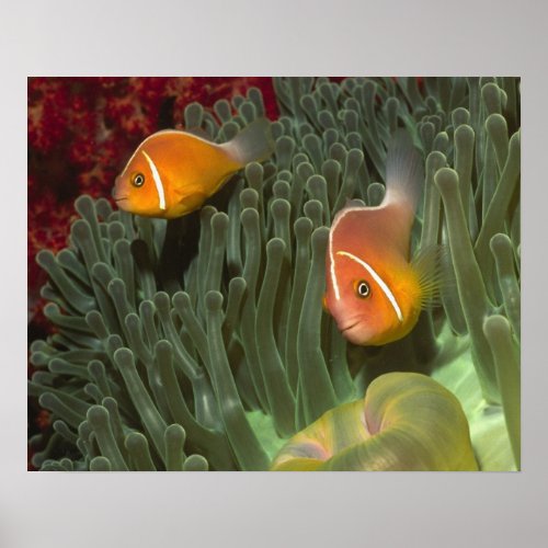 Pink Anemonefish in Magnificant Sea Anemone Poster