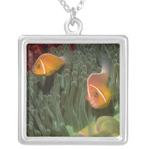 Pink Anemonefish in Magnificant Sea Anemone Silver Plated Necklace