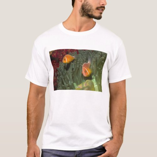 Pink Anemonefish in Magnificant Sea Anemone T_Shirt