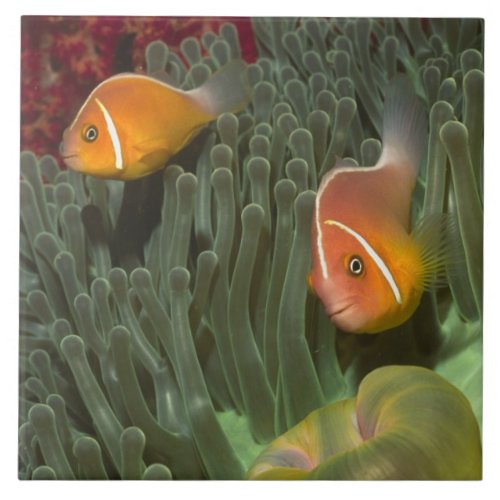 Pink Anemonefish in Magnificant Sea Anemone Tile