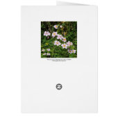 Pink Anemones (Back)