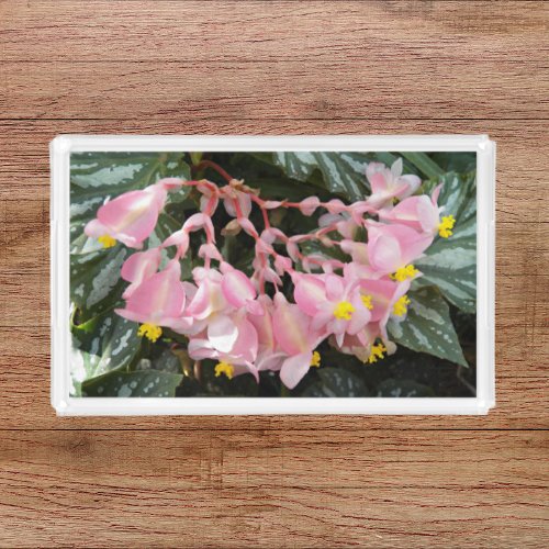 Pink Angel Wing Begonia Blooms Floral Acrylic Tray