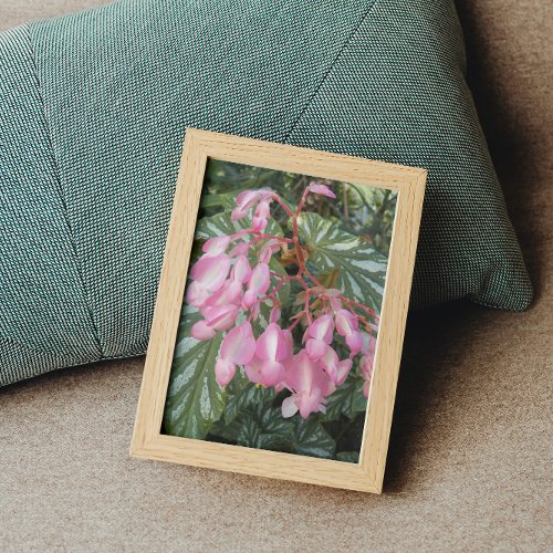 Pink Angel Wing Begonia Floral Photo Print
