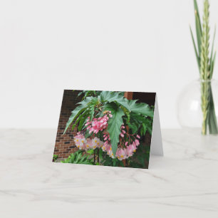 Pink angel wing begonias holiday card