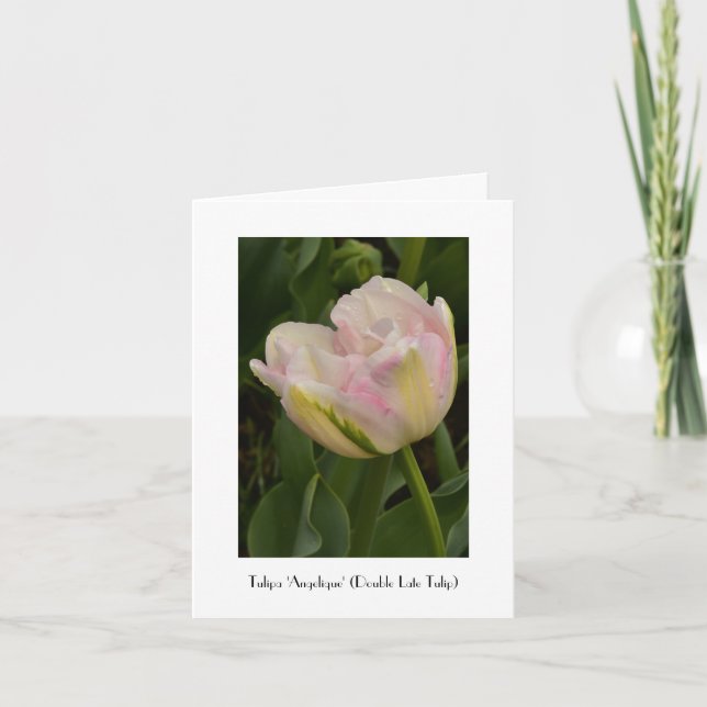Pink 'Angelique' Tulip Greeting Thank You Card (Front)
