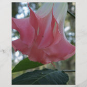 Pink Angels trumpet flower (Front)