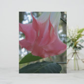 Pink Angels trumpet flower (Standing Front)