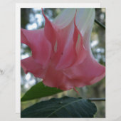 Pink Angels trumpet flower (Front/Back)