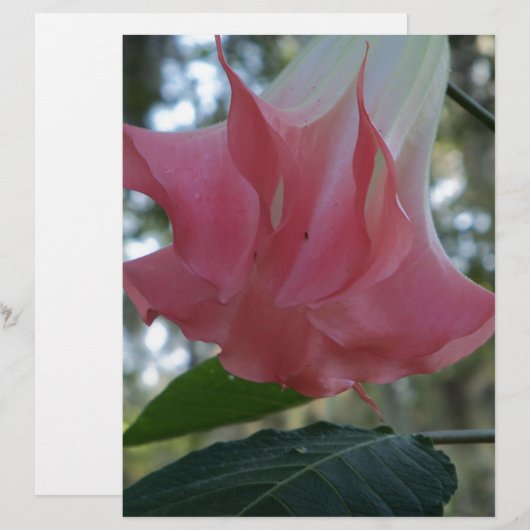 Pink Angels trumpet flower (Front/Back)
