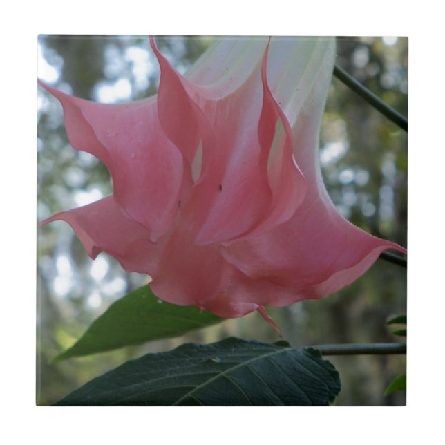 Pink Angels trumpet flower Ceramic Tile (Front)