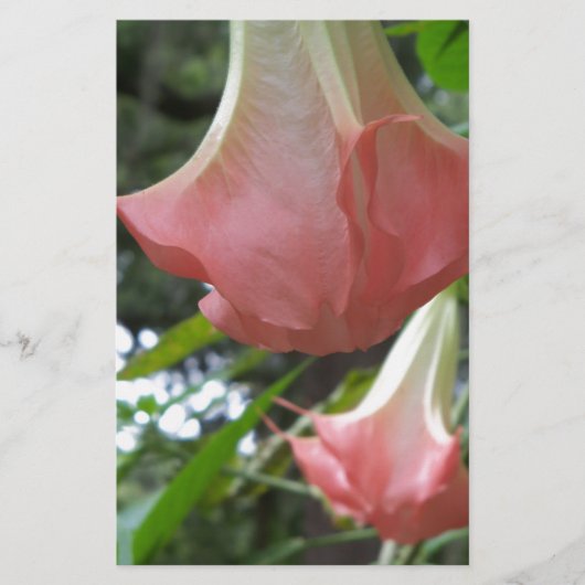 Pink Angels trumpet flowers