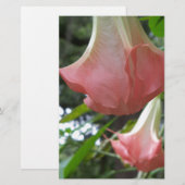 Pink Angels trumpet flowers
