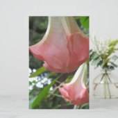 Pink Angels trumpet flowers