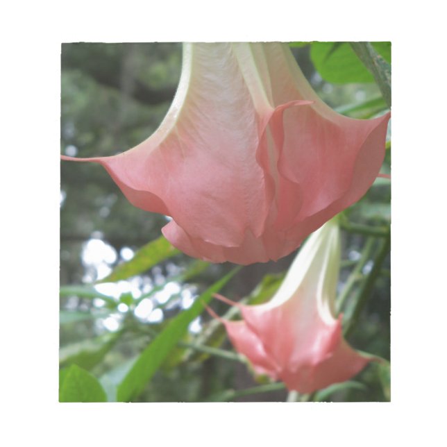 Pink Angels trumpet flowers Notepad (Front)