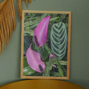 Pink Anthurium Blooms and Leafy Foliage Photo Print