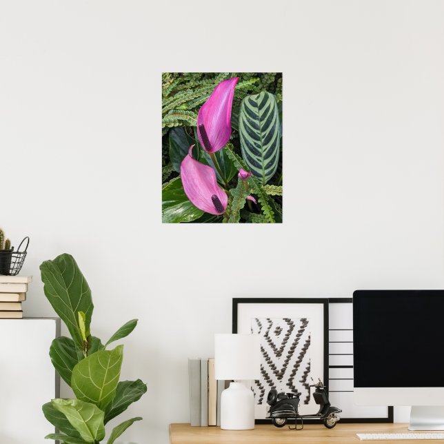 Pink Anthurium Blooms and Leafy Foliage Poster (Home Office)