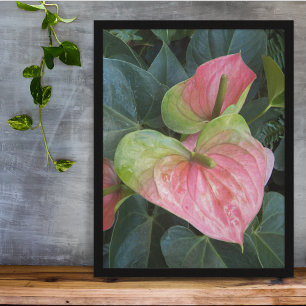 Pink Anthurium Blooms Floral Framed Art