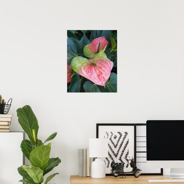 Pink Anthurium Blooms Floral Poster (Home Office)