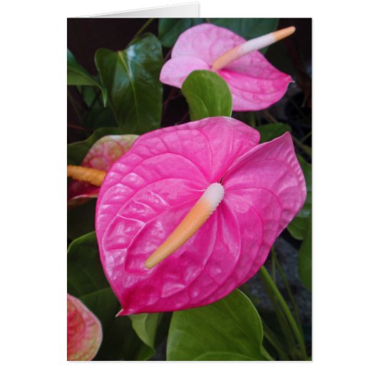 Pink Anthuriums Cards (Front)