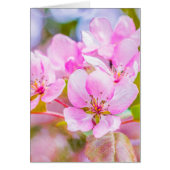Pink Apple Blossom (Front)
