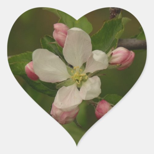 Pink Apple Blossom and Buds Spring Photo  Heart Sticker