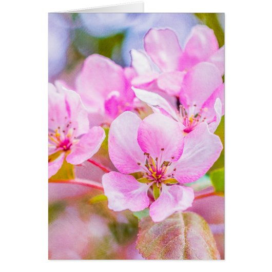 Pink Apple Blossom Cards (Front)