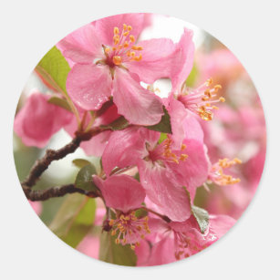 Pink Apple Blossom Floral Photo Classic Round Sticker