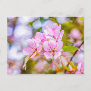 Pink Apple Blossom Postcard