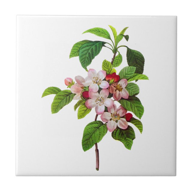 Pink Apple Blossoms by Pierre Jopseph Redoute Ceramic Tile (Front)