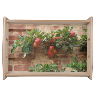 PINK APPLES GROWING ON BRICK WALL ESPALIER