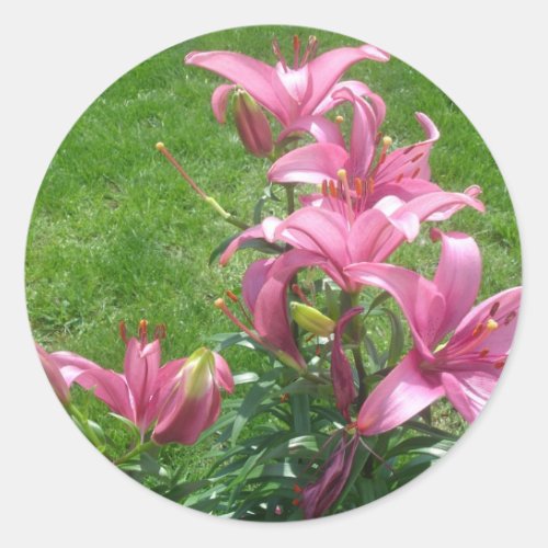 Pink Asiatic Lilies Stickers