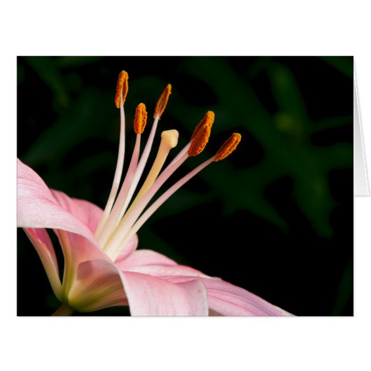 Pink Asiatic Lily (Front Horizontal)