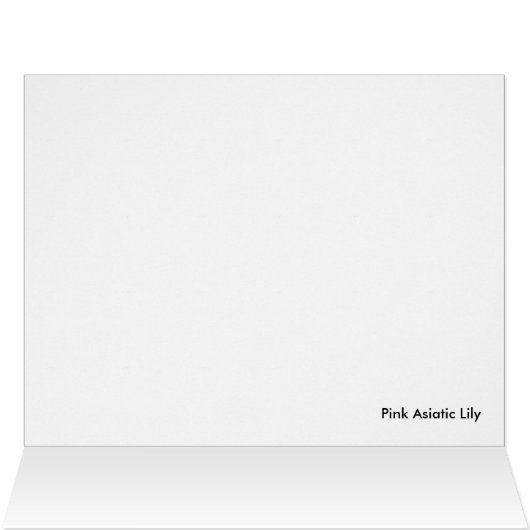 Pink Asiatic Lily (Inside Horizontal (Top))