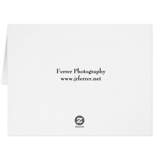 Pink Asiatic Lily (Back Horizontal)