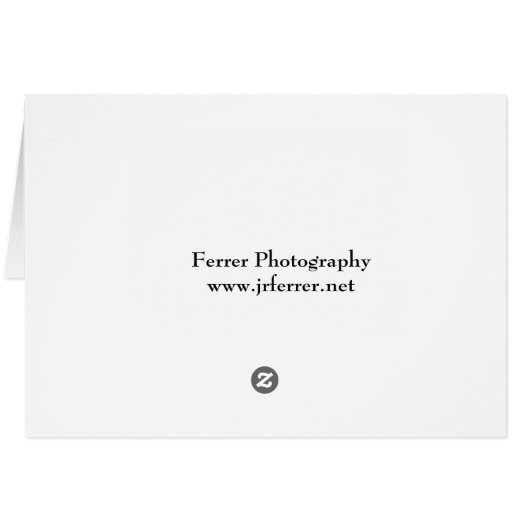 Pink Asiatic Lily Closeup (Back Horizontal)