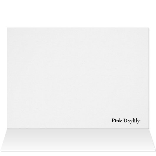 Pink Asiatic Lily Closeup (Inside Horizontal (Top))