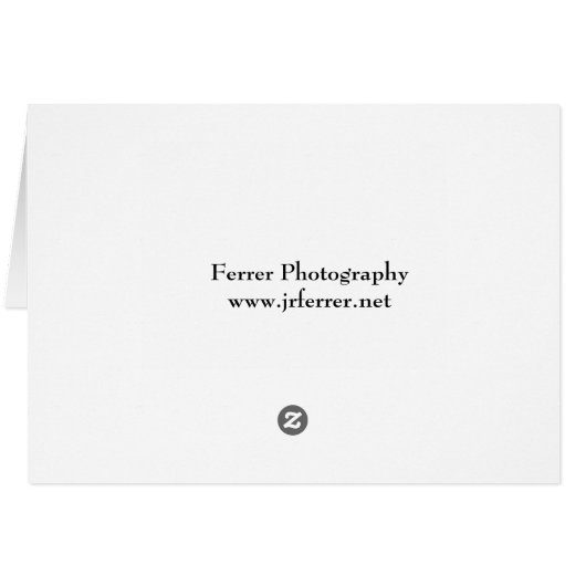 Pink Asiatic Lily Closeup (Back Horizontal)