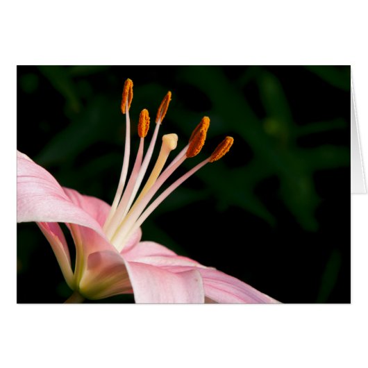 Pink Asiatic Lily Closeup Cards (Front Horizontal)