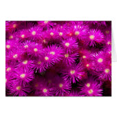 Pink Aster Flowers (Front Horizontal)